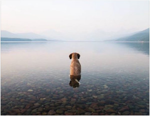 Dog In Lake