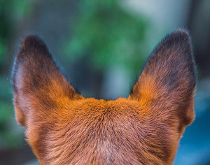 Dogs Ears