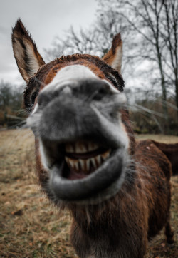Donkey Braying
