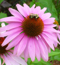 echinacea200 image