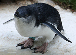 Fairy Penguin
