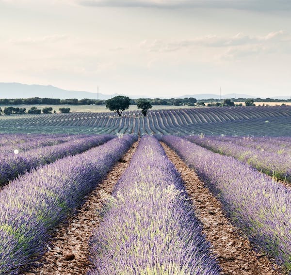 field-lavender image