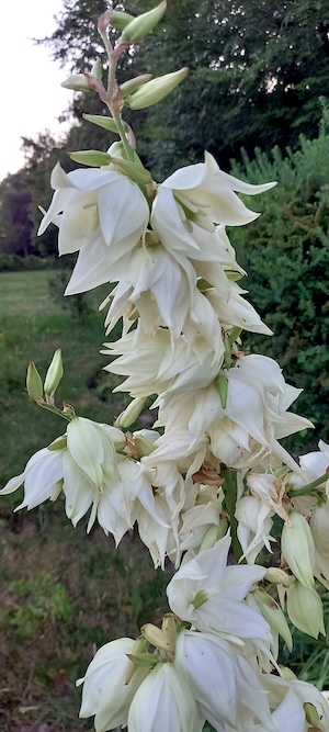 flowers-white-tall image