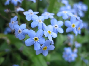 forgetmenot300 image