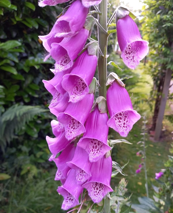 foxglove-pink image
