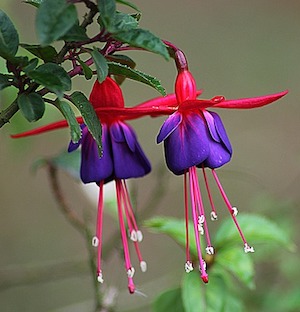 Fuchsia