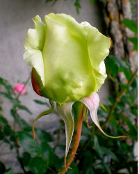 Green Rose
