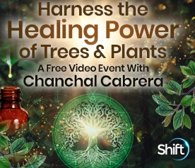 healing-power-of-trees image