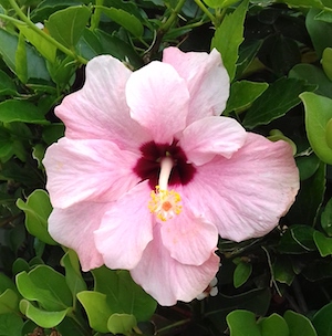Pink Hibiscus
