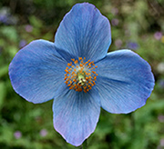 himalayanpoppy180 image