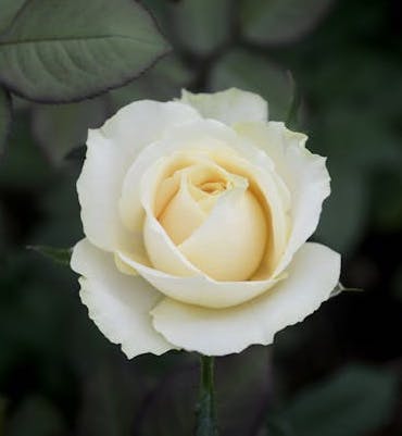 iceberg-rose image