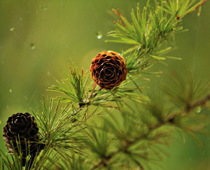 Larch