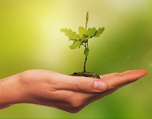 leaf-seedling-hand300 image