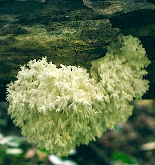 lions-mane-mushroom image