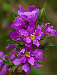 Loosestrife
