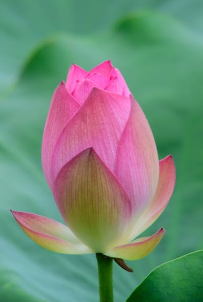 lotus-bud image