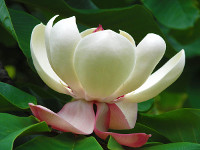 Magnolia