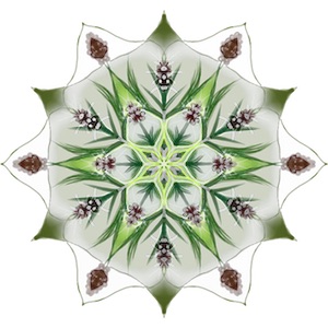 Mandala 