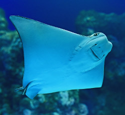 Manta Ray