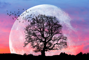 Moon and Tree