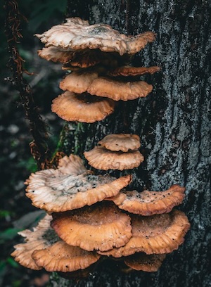 mushrooms-tree image