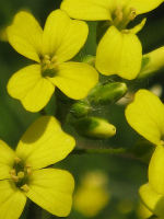 Mustard