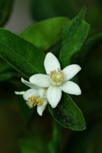 Orange Blossom
