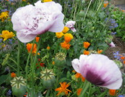 Oriental Poppy