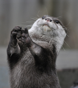 Otter Praying
