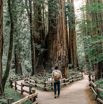 path-divided-trees-man350 image