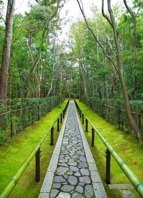 path-peace-trees image