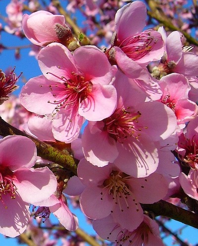 peach-flower image