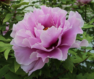 Pink Peony