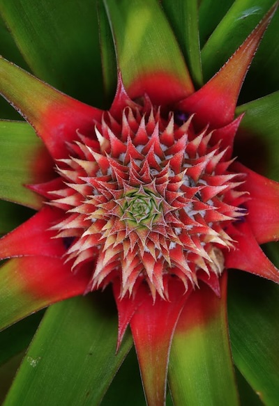 pineapple-plant image