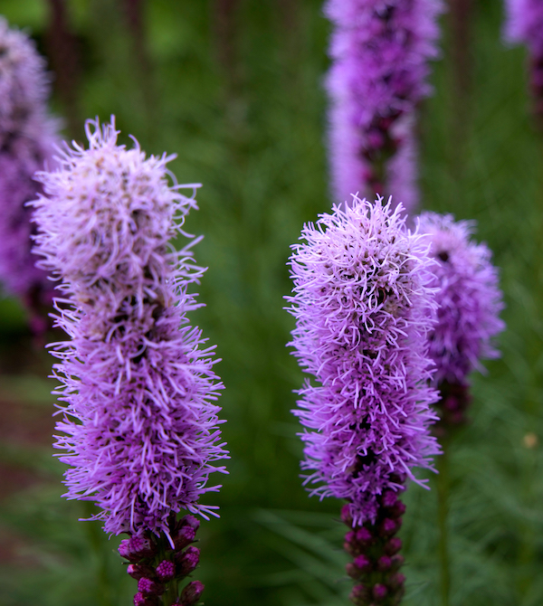 pink-liatris-flowers image