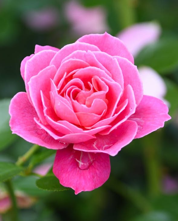 pink-rose-large image