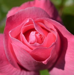 Pink Rose