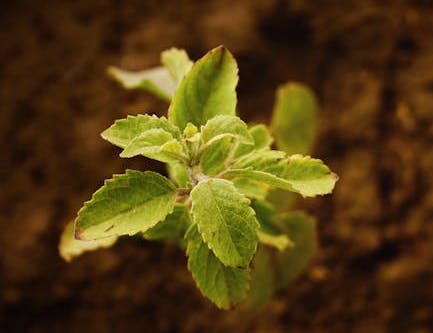plant-soil image