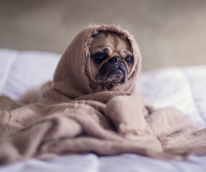 Sleepy Pug 