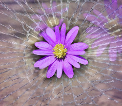 Purple Flower Broken Glass