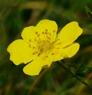 Rock Rose