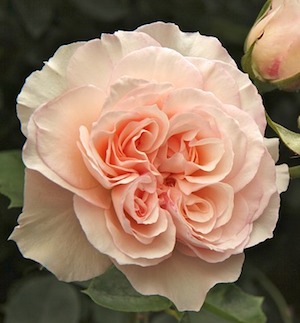 Perdita Rose