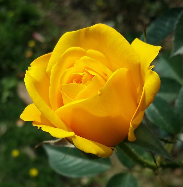 rose-yellow image