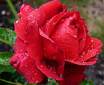 Ruby Red Rose
