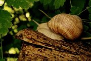 Snail