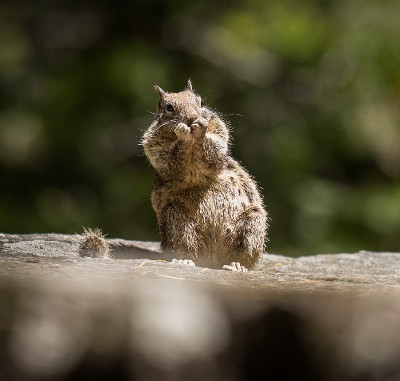 Scared Squirrrel