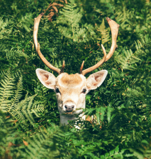 Stag in Forest