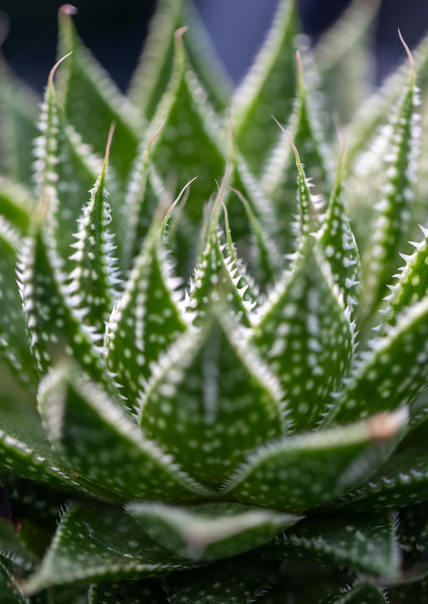 succulent image