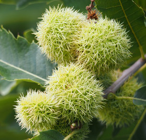 Sweet Chestnut