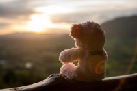 Teddy and Sunset